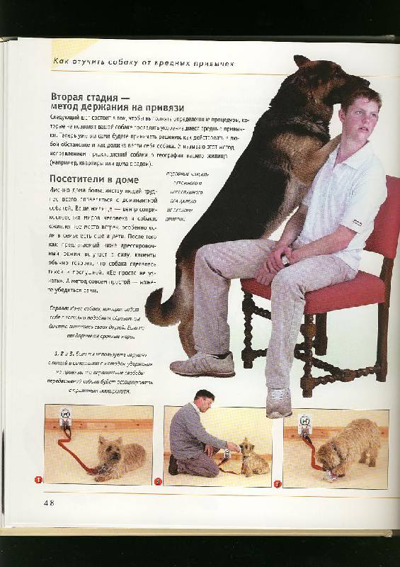 Иллюстрация 39 из 42 для Как отучить собаку от вредных привычек - Колин Теннант | Лабиринт - книги. Источник: ЛиС-а