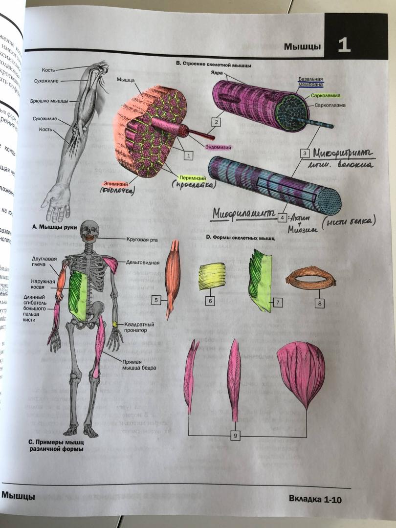 Атлас раскраска неттера. Анатомия Неттера книжка.. Анатомия человека атлас раскраска. Атлас раскраска анатомия человека в цвете.