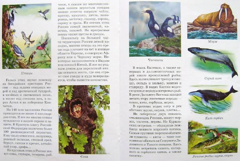Иллюстрация 6 из 7 для В мире животных: Россия - Игорь Куберский | Лабиринт - книги. Источник: BOOKвочка
