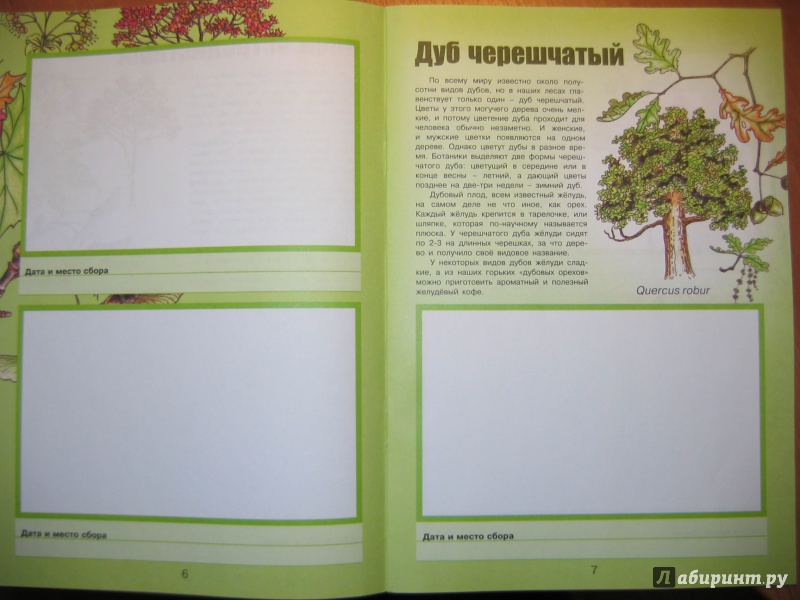 Иллюстрация 18 из 25 для Деревья и кустарники - Сергей Шустов | Лабиринт - книги. Источник: RoMamka