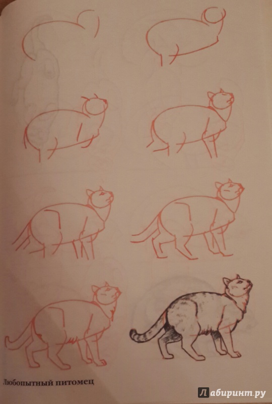Иллюстрация 30 из 35 для Рисуем 50 кошек - Ли Эймис | Лабиринт - книги. Источник: Чирков  Николай Викторович