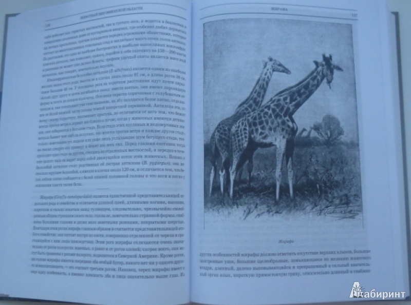 Иллюстрация 10 из 42 для Животный мир. Его быт и среда. В 3-х томах - Вильгельм Гааке | Лабиринт - книги. Источник: Большой любитель книг