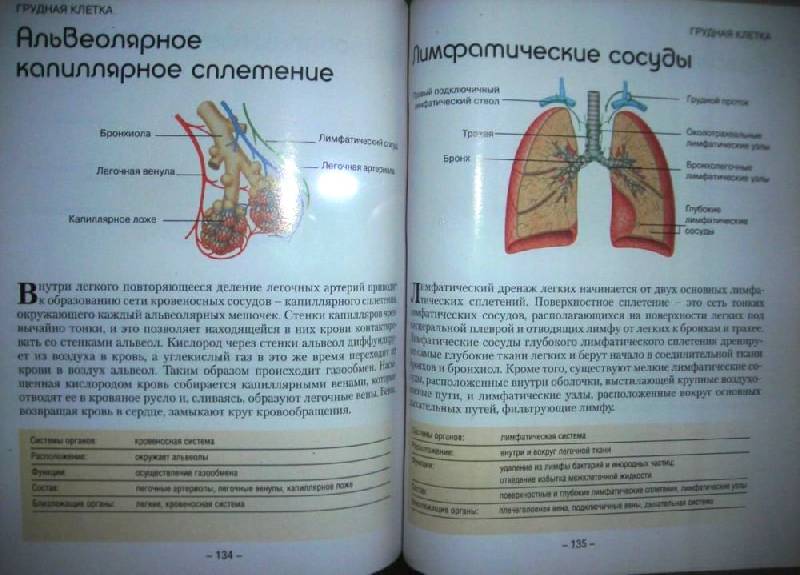 Иллюстрация 4 из 5 для Анатомия человека. Как работает ваше тело | Лабиринт - книги. Источник: bel-k