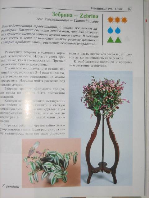 Иллюстрация 10 из 15 для Неприхотливые комнатные растения - Елена Лебедева | Лабиринт - книги. Источник: МЕГ
