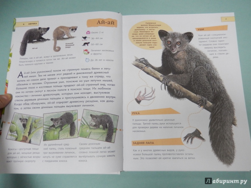 Иллюстрация 5 из 11 для Животные. Удивительная книга для детей от 2 лет - Paula Hammond | Лабиринт - книги. Источник: dbyyb