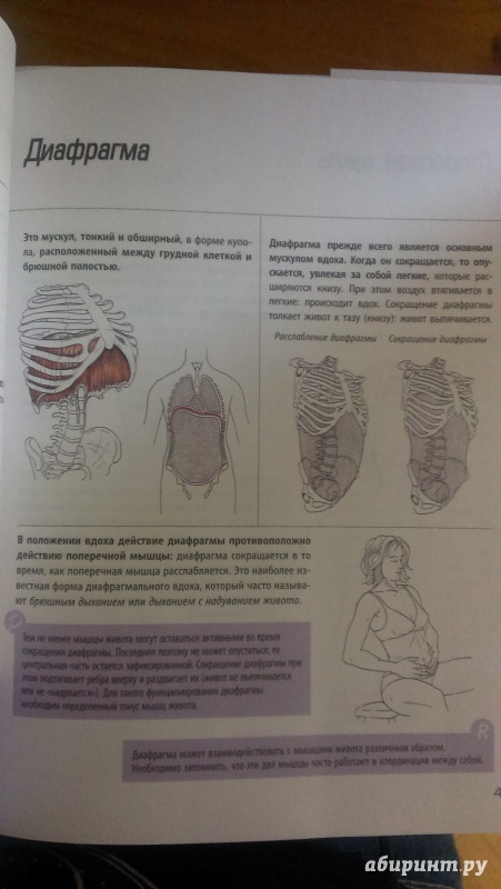 Иллюстрация 7 из 14 для Анатомия упражнений для пресса - Бландин Кале-Жермен | Лабиринт - книги. Источник: Юлия