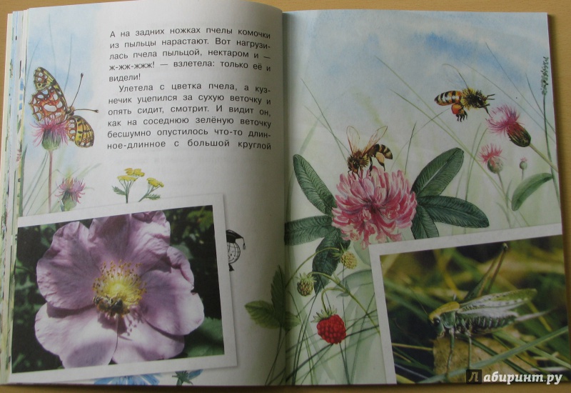 Иллюстрация 29 из 46 для Сидел в траве кузнечик - Юрий Аракчеев | Лабиринт - книги. Источник: Штерн  Яна