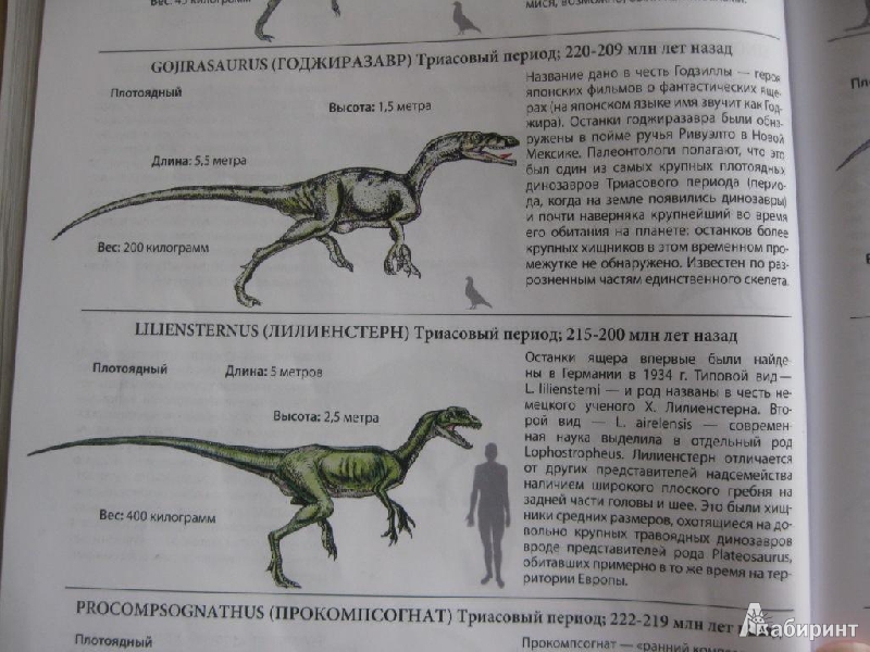 Иллюстрация 8 из 14 для Все о динозаврах | Лабиринт - книги. Источник: Чешева  Олеся