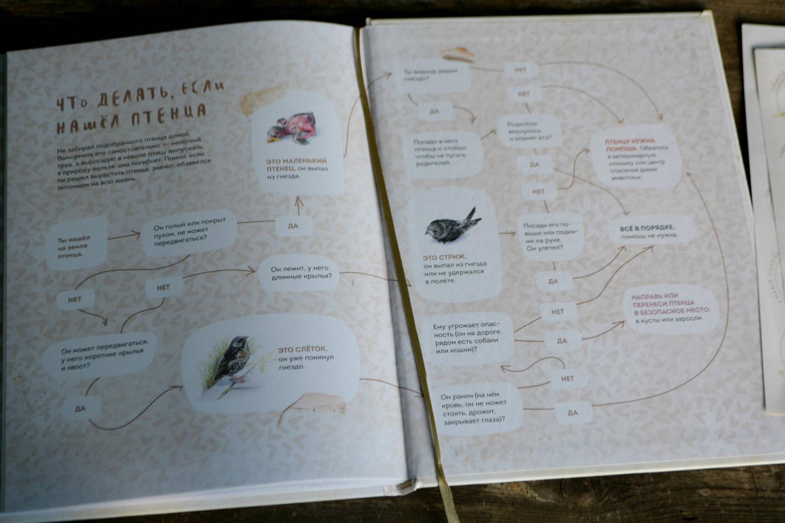 Иллюстрация 94 из 156 для Птицы в городе. Где найти и как узнать - Анна Васильева | Лабиринт - книги. Источник: Блог Шурикимама