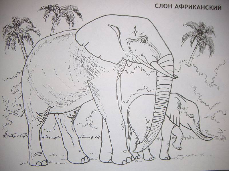 Иллюстрация 10 из 15 для Изучаем и раскрашиваем. Дикие животные. Африка | Лабиринт - книги. Источник: Iwolga