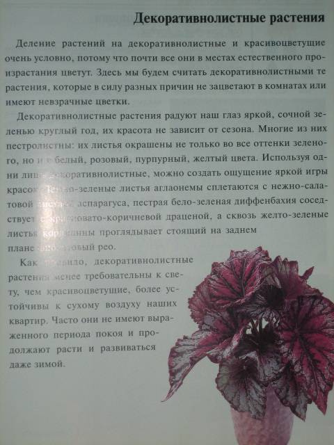 Иллюстрация 2 из 15 для Неприхотливые комнатные растения - Елена Лебедева | Лабиринт - книги. Источник: МЕГ
