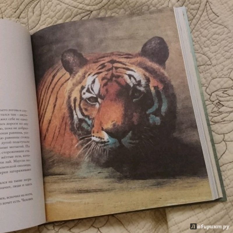 Иллюстрация 17 из 164 для Книга джунглей - Редьярд Киплинг | Лабиринт - книги. Источник: Лабиринт
