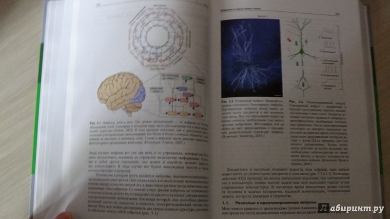 Иллюстрация 3 из 57 для Мозг, познание, разум. Введение в когнитивные нейронауки. В 2-х томах - Баарс, Гейдж | Лабиринт - книги. Источник: Консультант по наукам