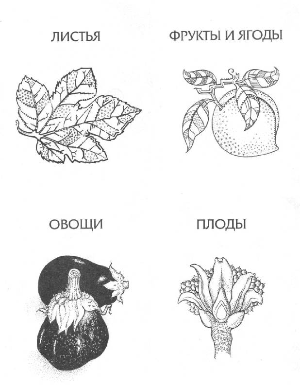 Иллюстрация 19 из 52 для 4000 мотивов: цветы и растения - Грэхем Маккэлэм | Лабиринт - книги. Источник: bel-k