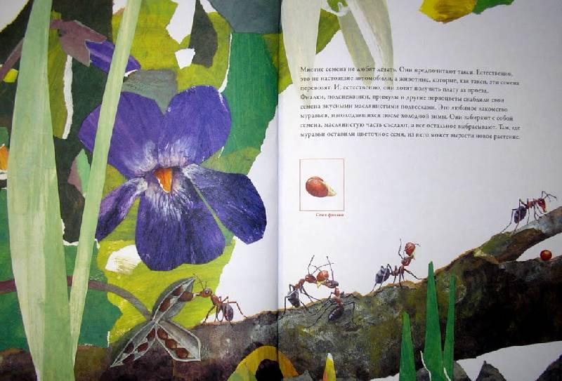 Иллюстрация 15 из 26 для По земле и по воздуху. Как путешествуют растения - Анне Меллер | Лабиринт - книги. Источник: Валерия