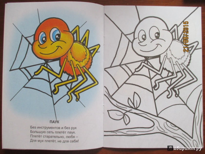 Мудрая черепаха хочет знать. Книжка малышка знаешь ли ты насекомых. Книжки малышки про насекомых. Книжка малышка насекомые. Книжка малышканасекосые.