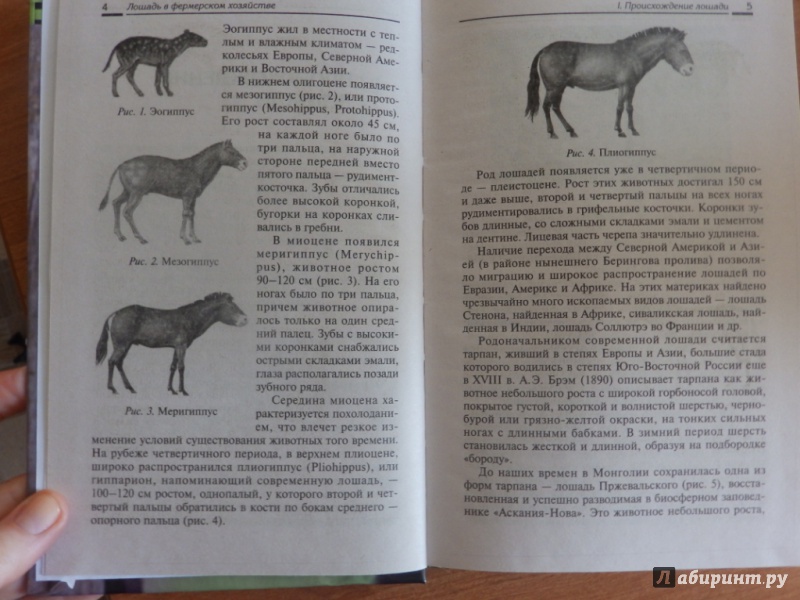 Иллюстрация 4 из 16 для Лошадь в фермерском хозяйстве - Мирось, Ткачева | Лабиринт - книги. Источник: товарищ маузер