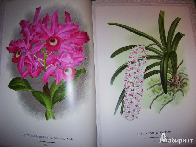 Иллюстрация 6 из 38 для Орхидеи. Линдения - иконография орхидей | Лабиринт - книги. Источник: Lunna