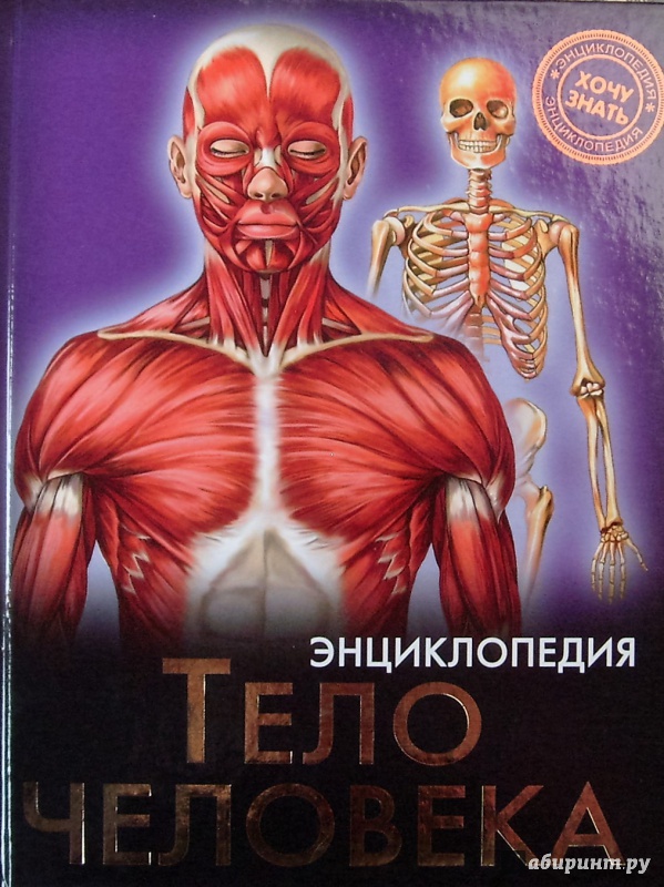 Иллюстрация 4 из 36 для Тело человека | Лабиринт - книги. Источник: Соловьев  Владимир