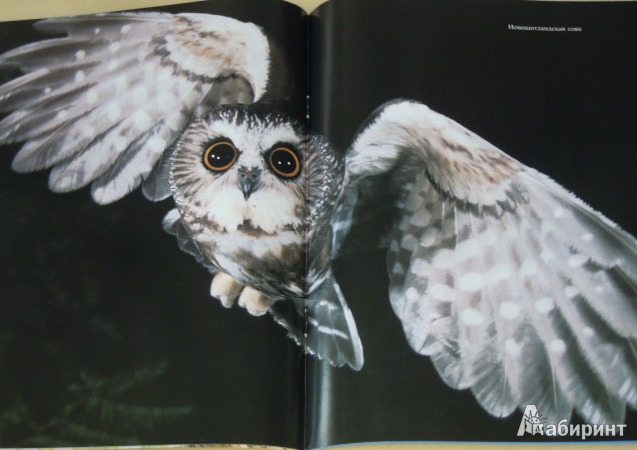 Иллюстрация 3 из 11 для Хищные птицы - Джон Веско | Лабиринт - книги. Источник: Iwolga