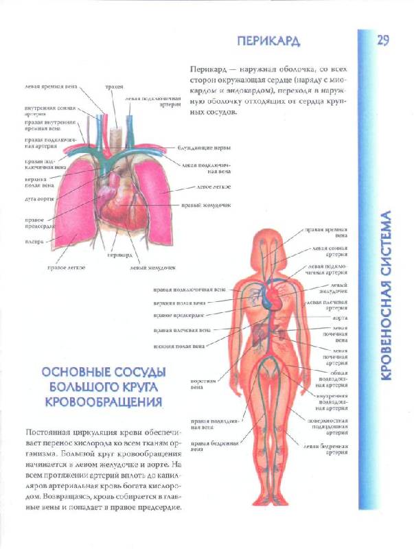 Иллюстрация 15 из 40 для Атлас анатомии человека | Лабиринт - книги. Источник: lexus