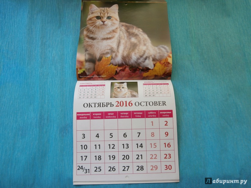 Иллюстрация 9 из 13 для Календарь настенный на 2016 год "Забавные котята" (30605) | Лабиринт - сувениры. Источник: Tiger.