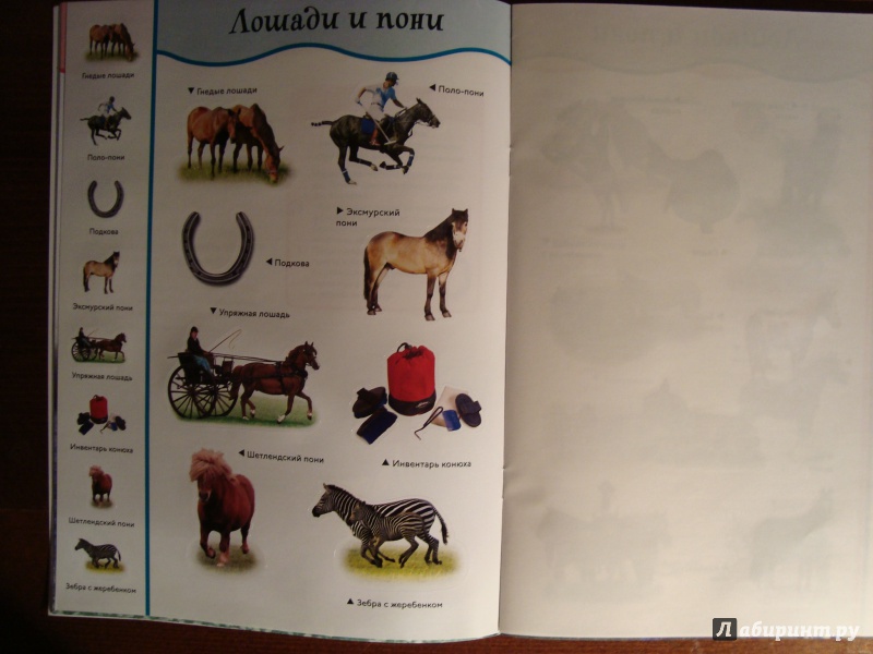 Иллюстрация 13 из 19 для Лошади и пони. Забавные наклейки | Лабиринт - книги. Источник: Чародейница