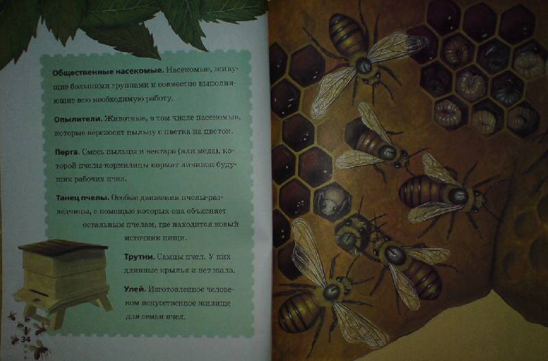 Иллюстрация 16 из 36 для Пчелы, бабочки, стрекозы - Тинг Моррис | Лабиринт - книги. Источник: Настёна
