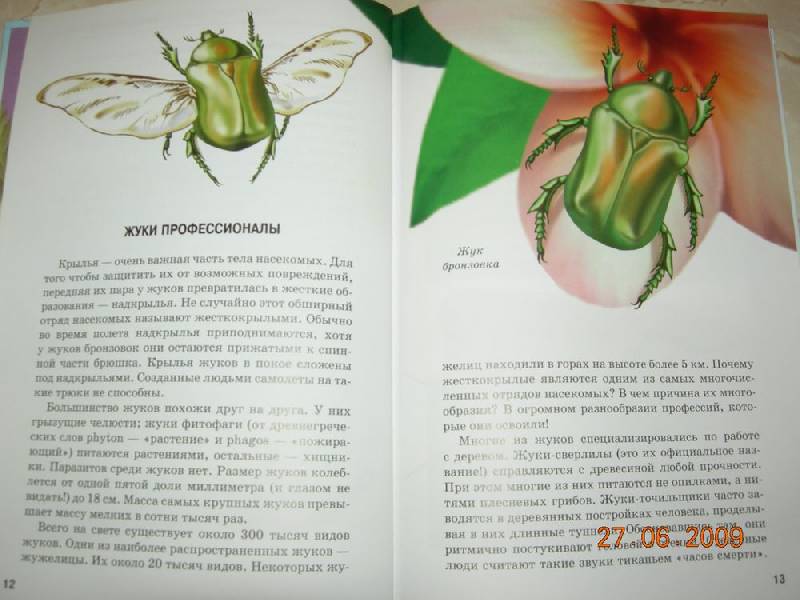 Иллюстрация 34 из 40 для Жуки и другие удивительные насекомые - Сергей Афонькин | Лабиринт - книги. Источник: Соловей