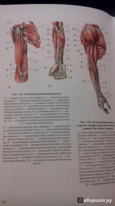 Иллюстрация 3 из 15 для Анатомия человека. Учебник. В 3-х томах - Сапин, Клочкова, Никитюк | Лабиринт - книги. Источник: Лабиринт