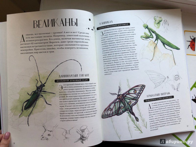 Иллюстрация 23 из 127 для Музей живых насекомых - Франсуа Лассерр | Лабиринт - книги. Источник: ira_shi