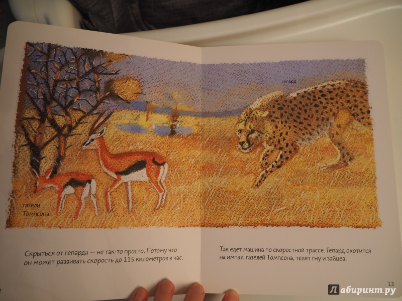 Иллюстрация 17 из 93 для Африканская саванна - Анна Веркина | Лабиринт - книги. Источник: MaryWong