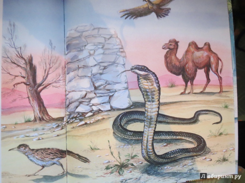 Иллюстрация 14 из 44 для Рептилии - Николай Сладков | Лабиринт - книги. Источник: Paprikash