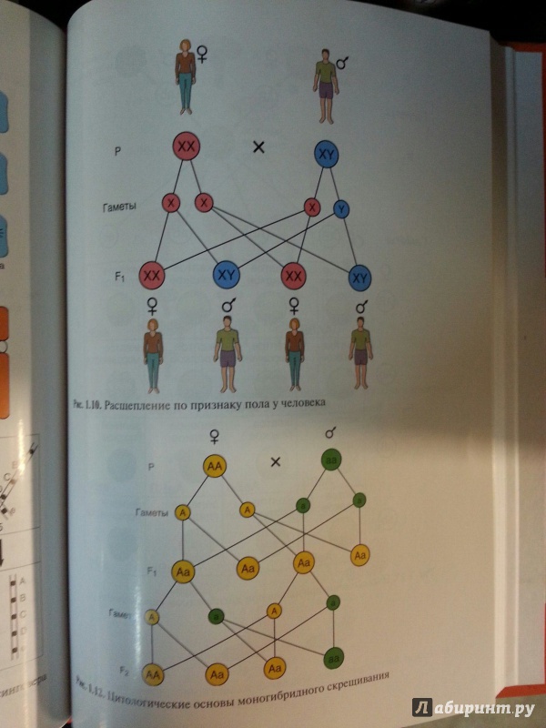 Иллюстрация 8 из 10 для Генетика человека с основами медицинской генетики. Учебник для медицинских училищ и колледжей - Хандогина, Терехова, Жилина | Лабиринт - книги. Источник: Den