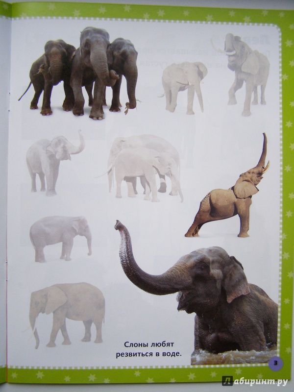 Иллюстрация 19 из 44 для Дикие животные. Наклеивай и учись | Лабиринт - книги. Источник: Elena Yudina