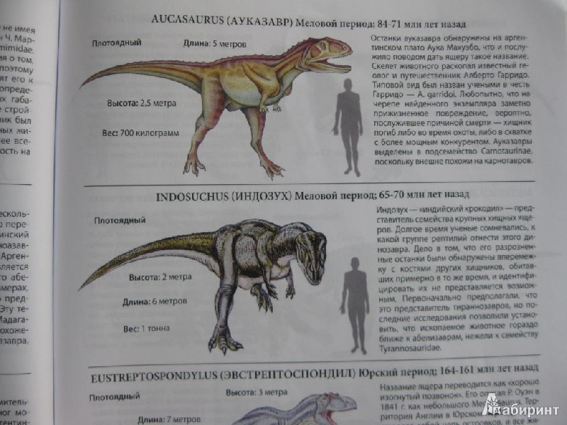 Иллюстрация 9 из 14 для Все о динозаврах | Лабиринт - книги. Источник: Чешева  Олеся