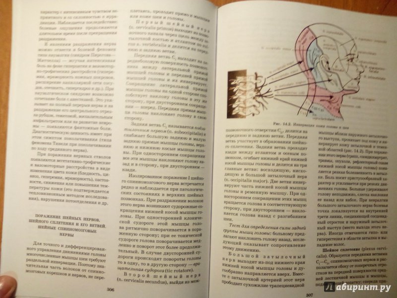 Иллюстрация 21 из 49 для Топическая диагностика заболеваний нервной системы. Руководство для врачей - Скоромец, Скоромец, Скоромец | Лабиринт - книги. Источник: Кувшинова  Таня Константиновна