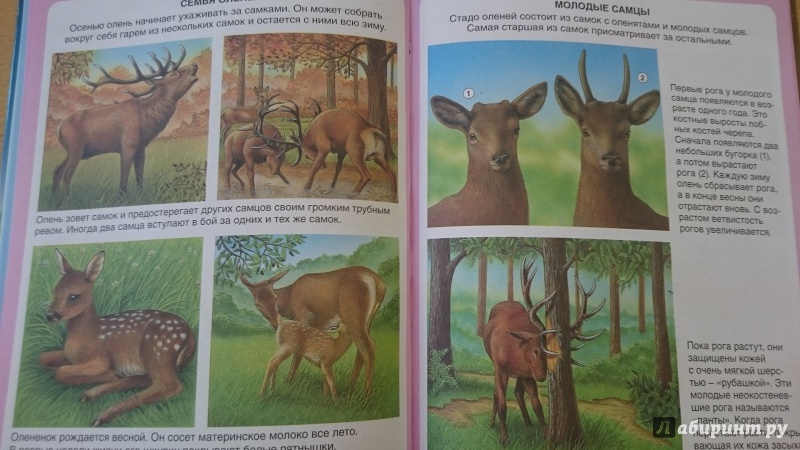 Иллюстрация 44 из 61 для Жизнь леса - Мари-Рене Пимон | Лабиринт - книги. Источник: Muravana