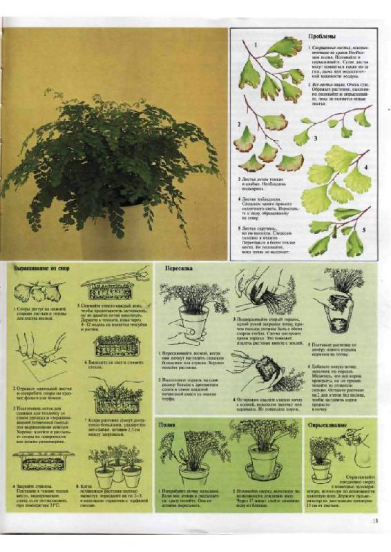 Иллюстрация 6 из 23 для Самые распространенные комнатные растения - Дэвид Лонгман | Лабиринт - книги. Источник: Юта