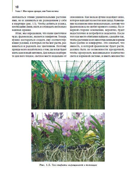 Иллюстрация 5 из 5 для Орхидеи: выбираем, ухаживаем, наслаждаемся - Лариса Петровская | Лабиринт - книги. Источник: Золотая рыбка