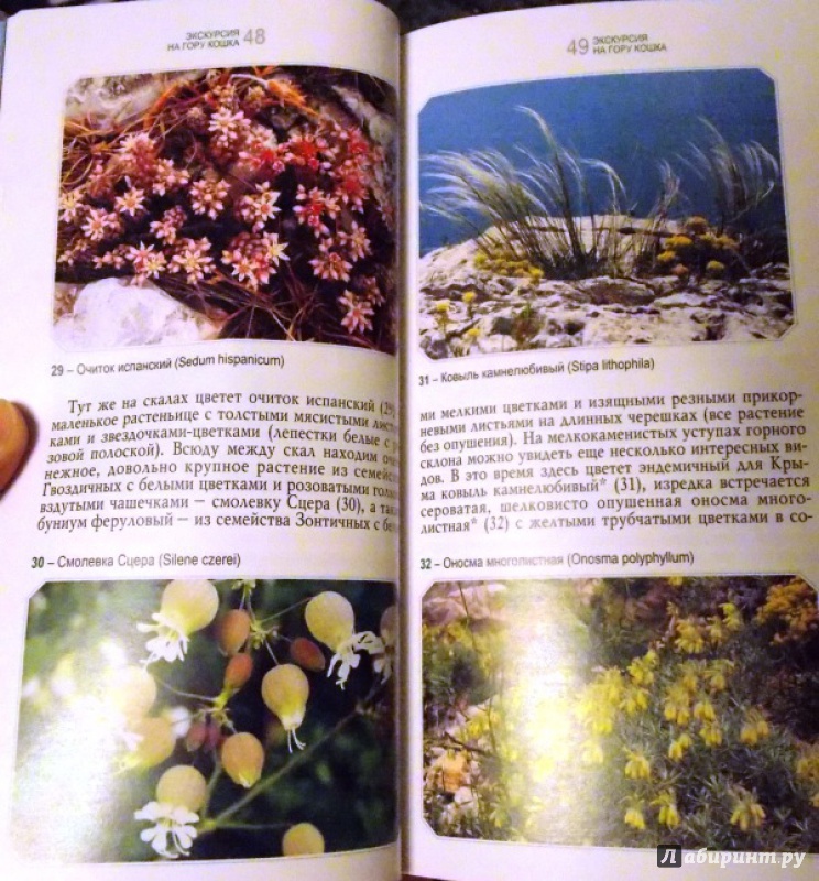 Иллюстрация 8 из 17 для Ботанические экскурсии по Горному Крыму - Крюкова, Исиков | Лабиринт - книги. Источник: Virchenko  Lenka
