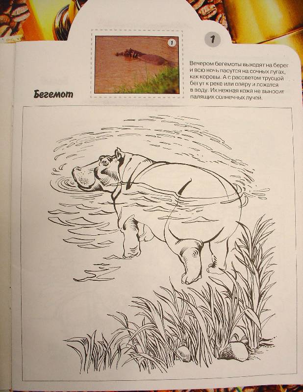 Иллюстрация 4 из 8 для Млекопитающие - Николай Дроздов | Лабиринт - книги. Источник: samuel whiskers