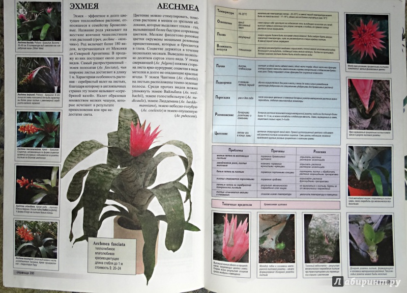 Иллюстрация 11 из 12 для Все о лучших комнатных растениях - Ван дер Неер Ян | Лабиринт - книги. Источник: nata_romina