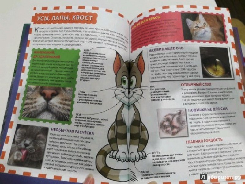 Иллюстрация 6 из 24 для Кошки и котята | Лабиринт - книги. Источник: Фимина