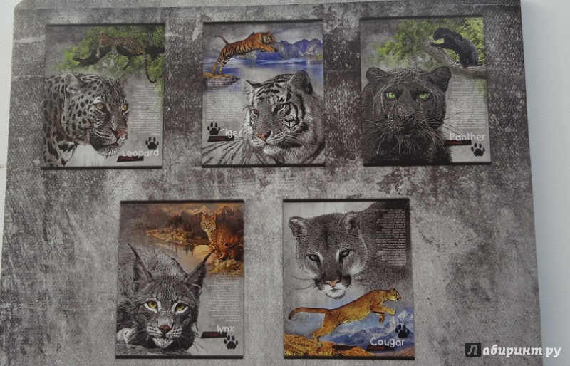Иллюстрация 2 из 5 для Тетрадь 48 листов, клетка "Дикие кошки", в ассортименте (34103-5) | Лабиринт - канцтовы. Источник: Харламова  Александра