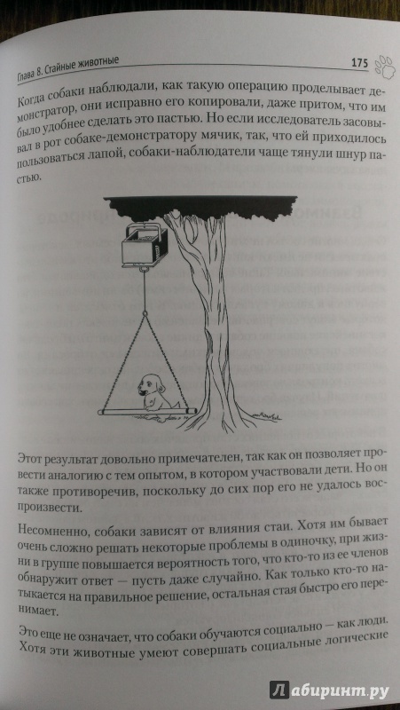 Иллюстрация 16 из 17 для Почему собаки гораздо умнее, чем вы думаете - Хэйр, Вудс | Лабиринт - книги. Источник: Подмосковная панда