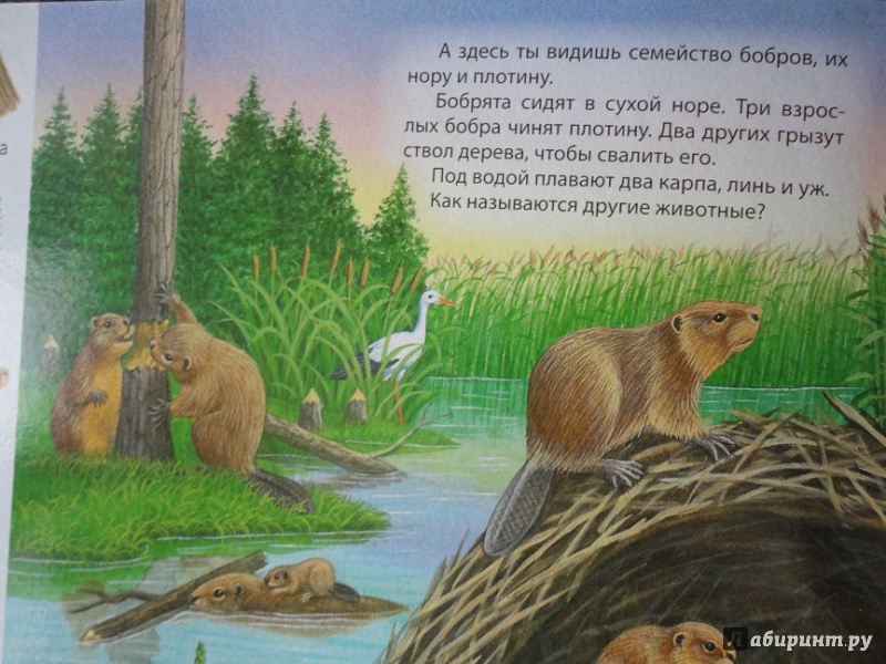 Иллюстрация 26 из 29 для В пруду и у реки | Лабиринт - книги. Источник: flower 11