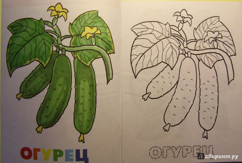 Иллюстрация 2 из 5 для Раскраска. Овощи | Лабиринт - книги. Источник: Тасиа
