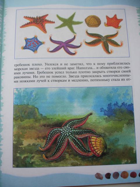 Иллюстрация 31 из 39 для Тайны морского дна: книга для чтения детям - Геннадий Целищев | Лабиринт - книги. Источник: Осьминожка