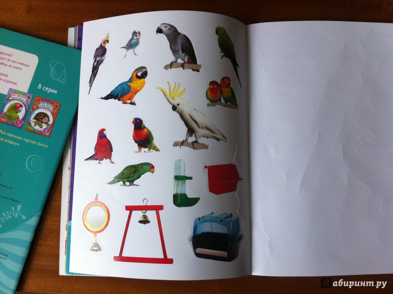 Иллюстрация 20 из 25 для Как дружить с попугайчиком | Лабиринт - книги. Источник: ИрМур